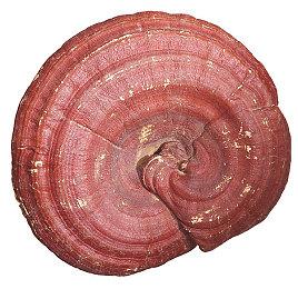 没有底线的真人秀 新作《无处可逃》2023年发售